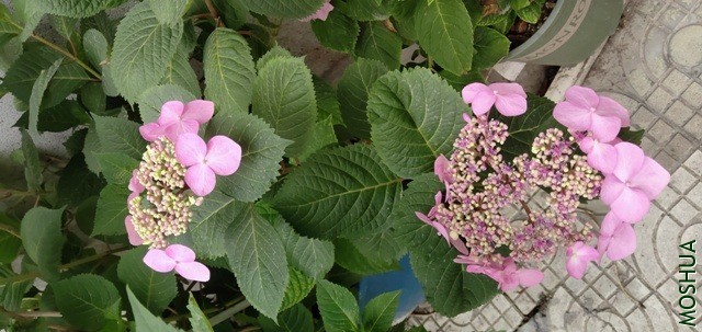 IMG_20200518_075200.jpg