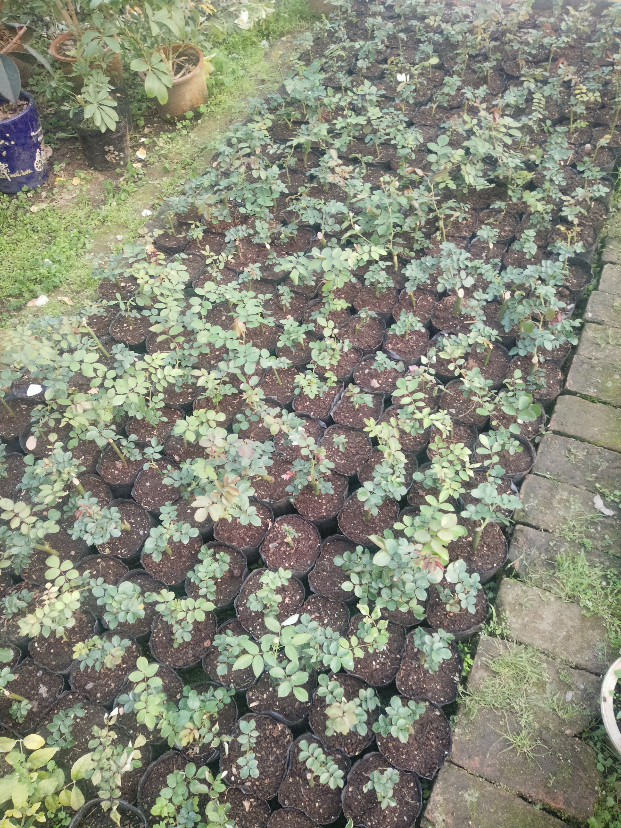 IMG20200427180315.jpg