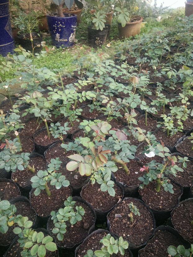 IMG20200427180344.jpg