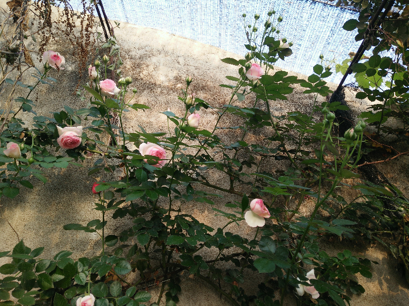 IMG20200412165337.jpg