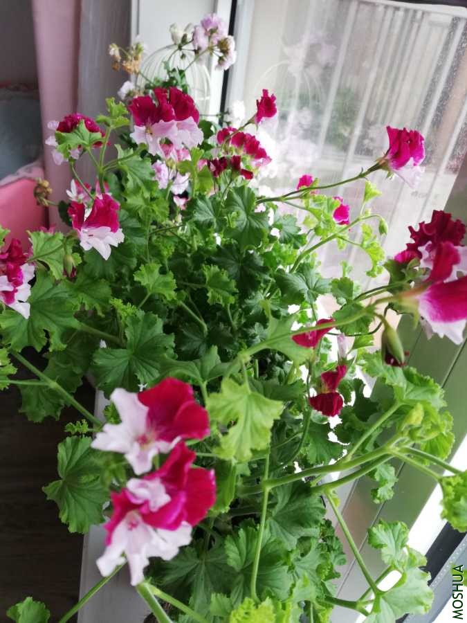 IMG_20200529_062650.jpg