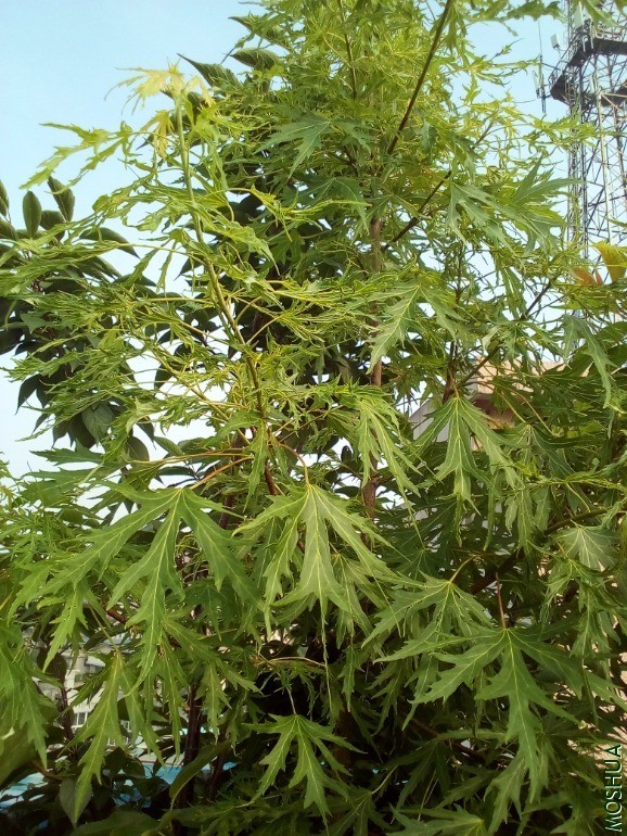 IMG_20200529_084425_817.jpg
