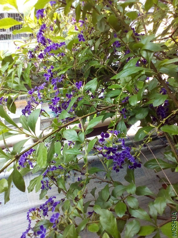 IMG_20200529_085431_957.jpg