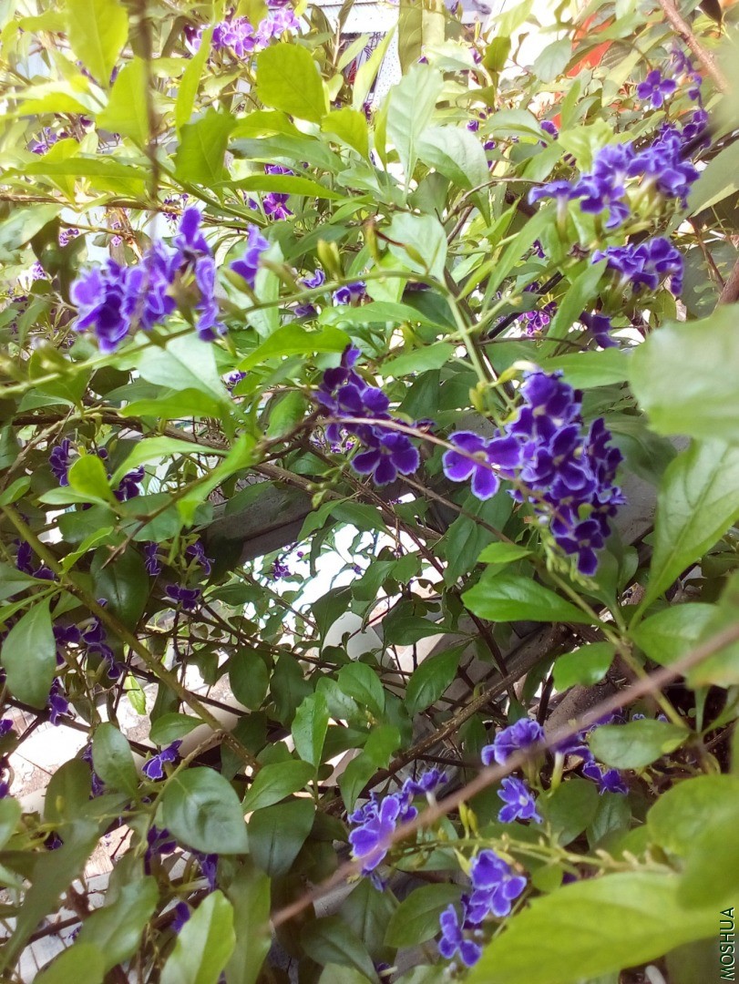 IMG_20200529_085437_045.jpg