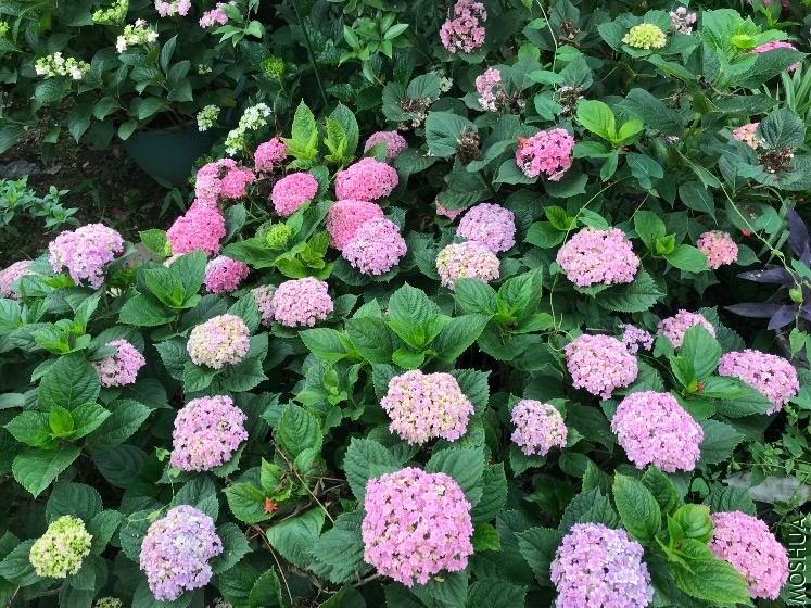 BC12DE2A-ED20-419B-B052-447C3B0056BD.jpeg