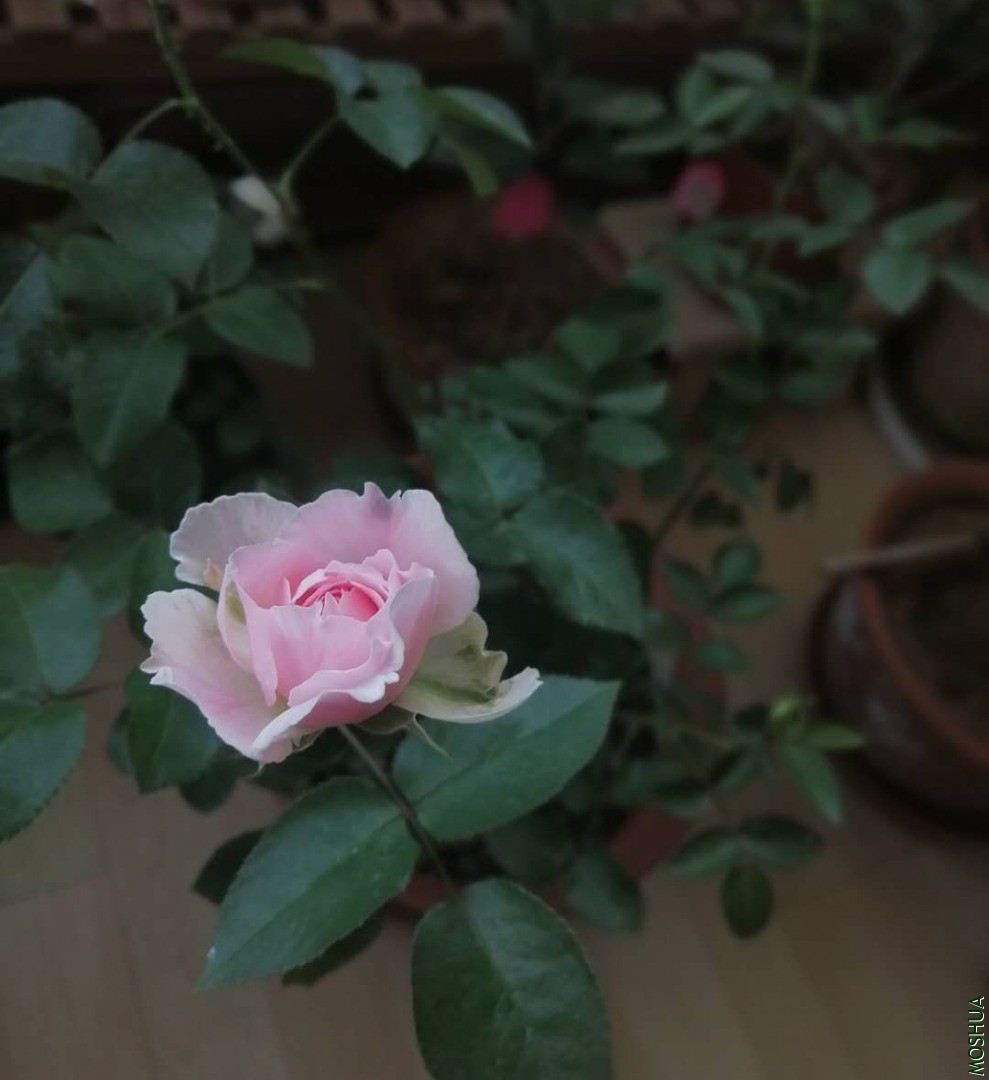 ΢��ͼƬ_202006071919052.jpg