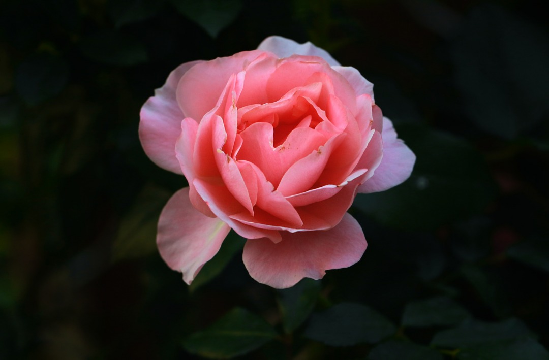 0U1A0454.JPG