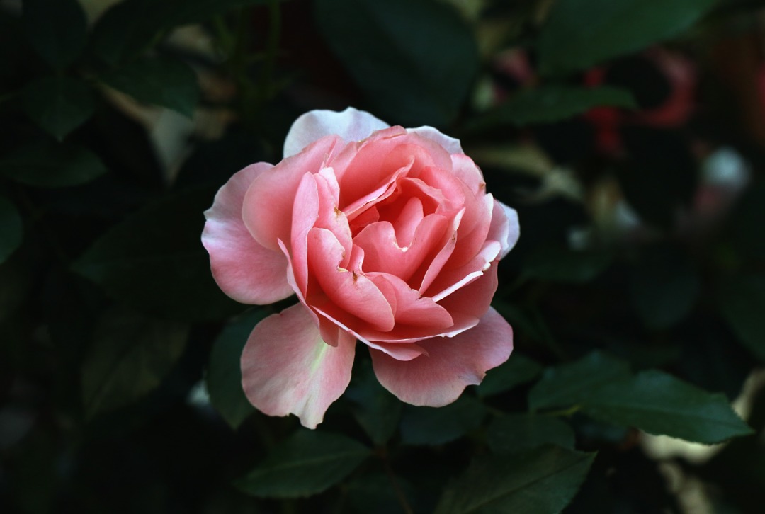 0U1A0459.JPG
