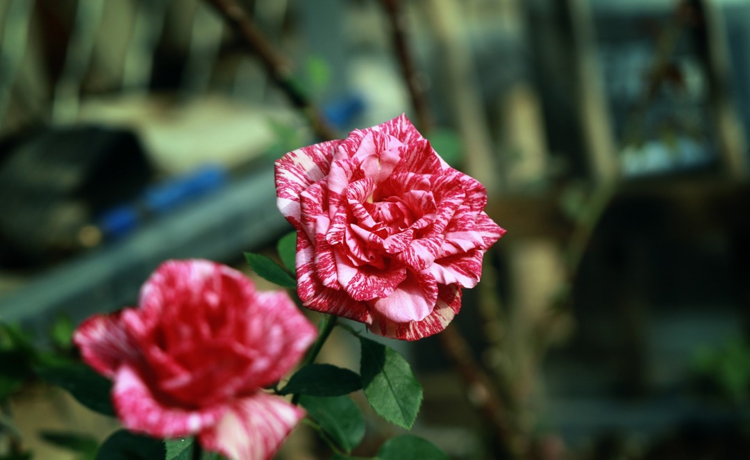 0U1A0585.JPG