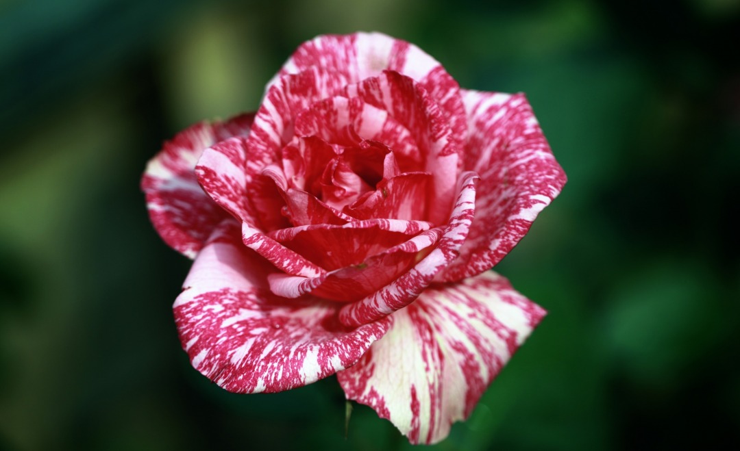 0U1A0589.JPG
