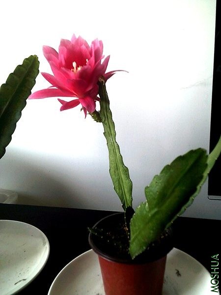 DSCF0002 (2)_����.jpg