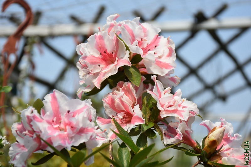 DSC_01580159.JPG