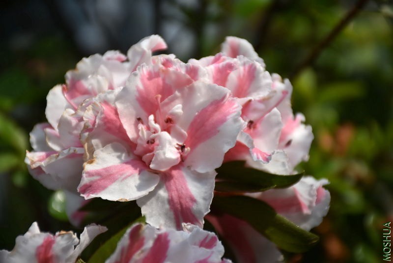DSC_00900091.JPG