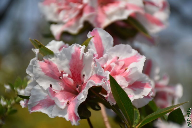 DSC_01740175.JPG