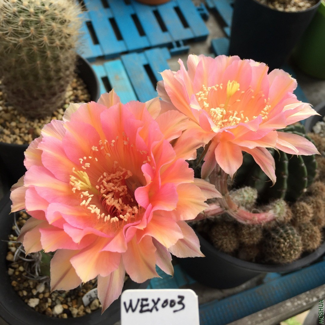 WEX003 (14).JPG
