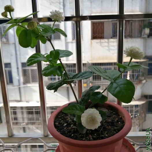 ΢��ͼƬ_20200623205718.jpg