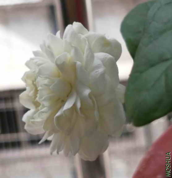 ΢��ͼƬ_20200623205737.jpg