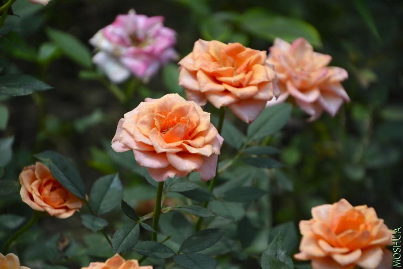 _DSC32280084.JPG