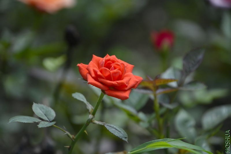 _DSC32370093.JPG