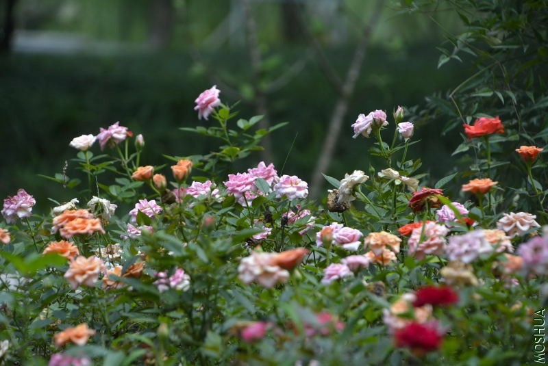 _DSC32270083.JPG
