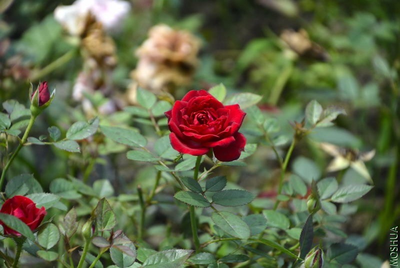 _DSC32300086.JPG