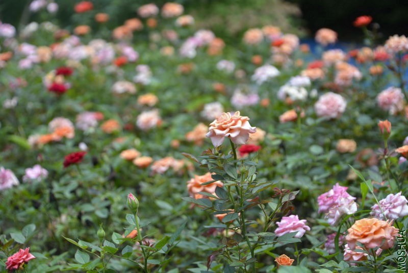 _DSC32240080.JPG