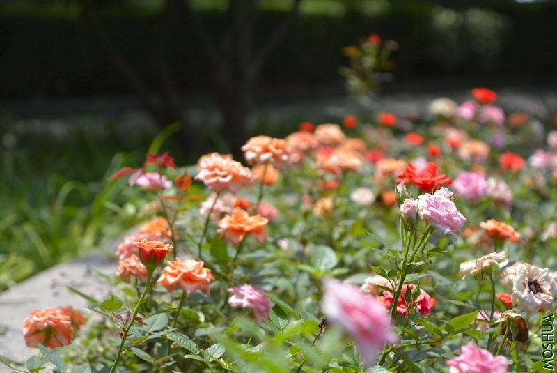 _DSC32140070.JPG