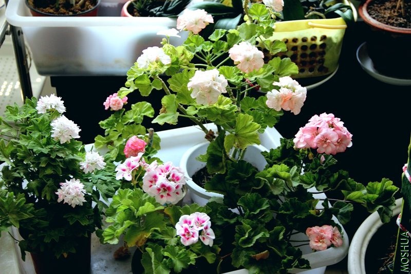 IMG_3598_����.jpg