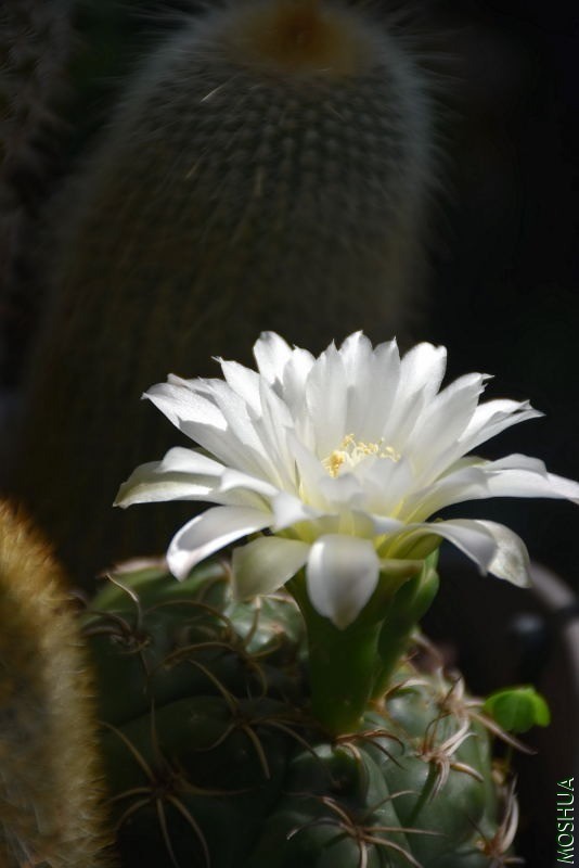 DSC_00440044.JPG
