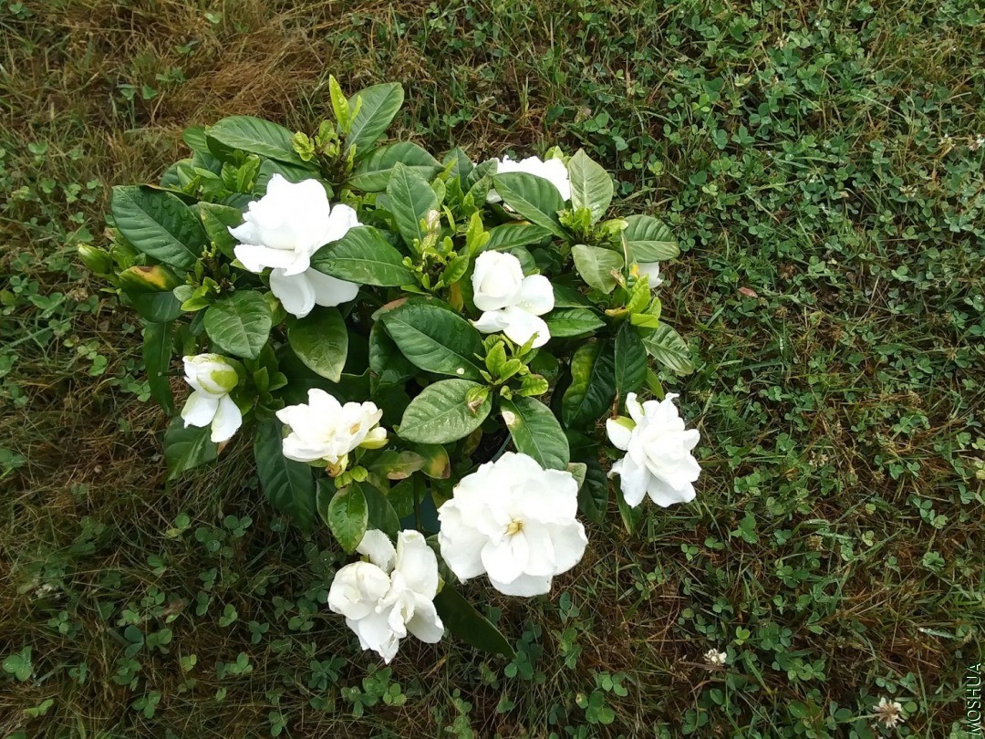 20200701_080149_HDR.jpg