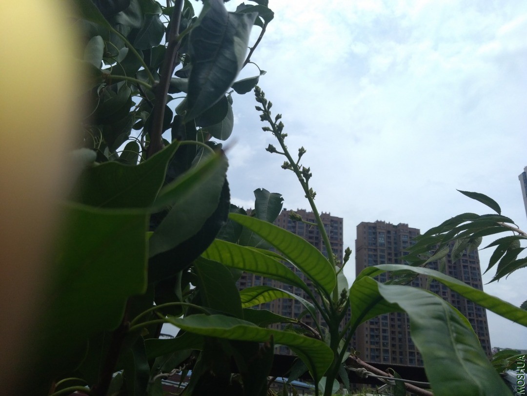 IMG_20200708_124738.jpg