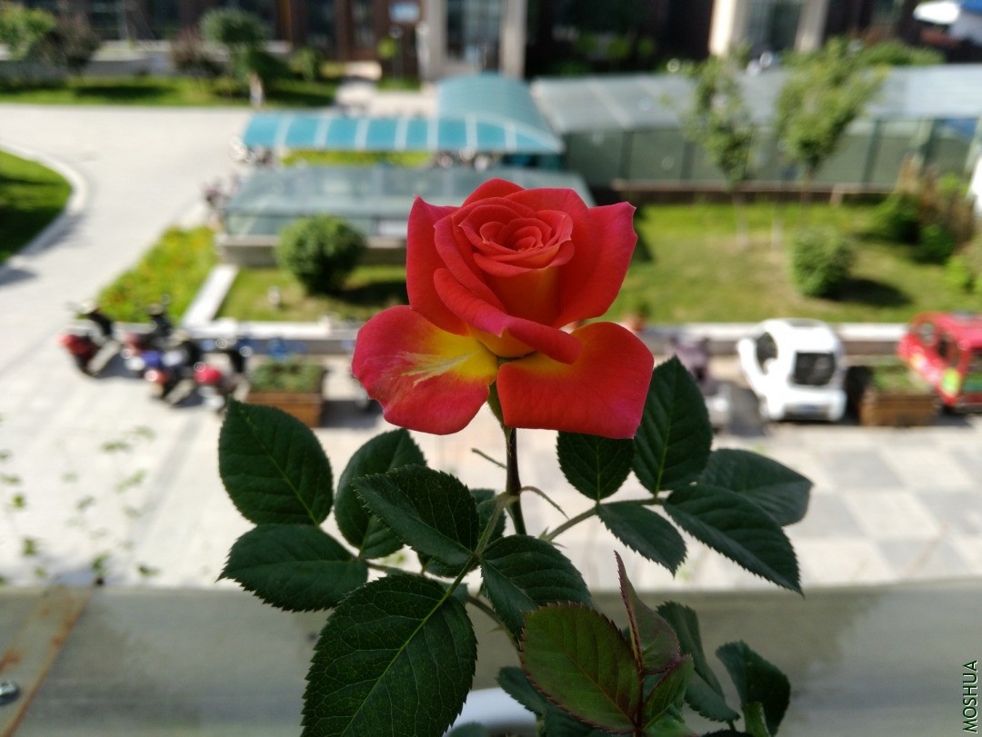 IMG_20200713_074355.jpg