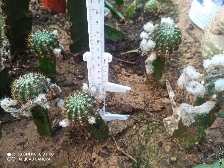 IMG_20200716_070138.jpg