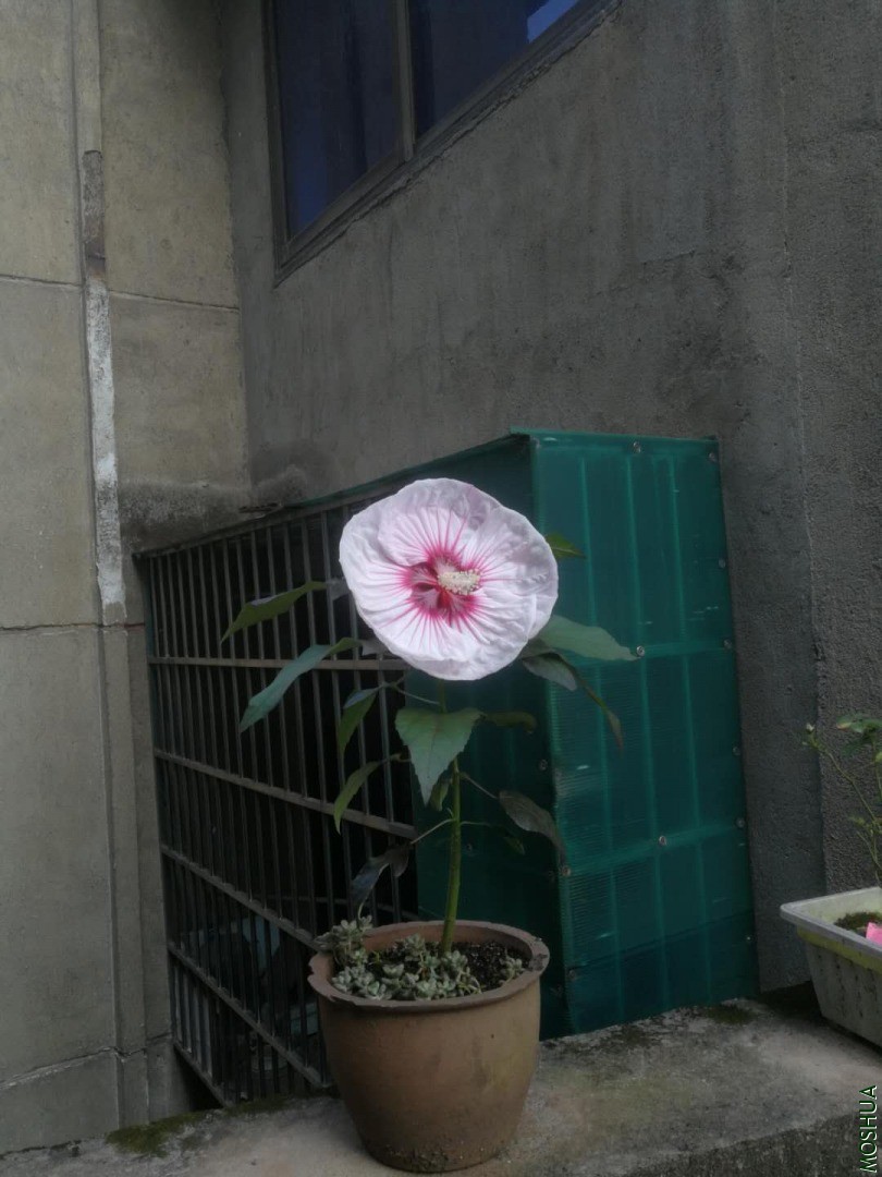 ΢��ͼƬ_20200724092347.jpg