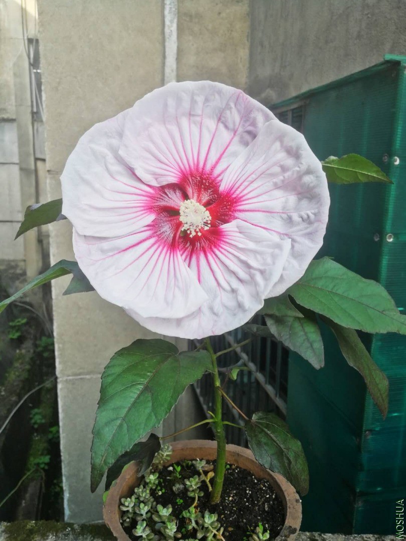 ΢��ͼƬ_20200724092341.jpg