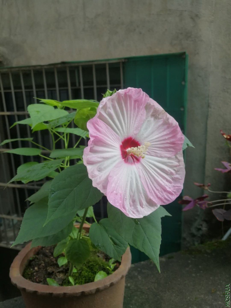 ΢��ͼƬ_20200724092920.jpg