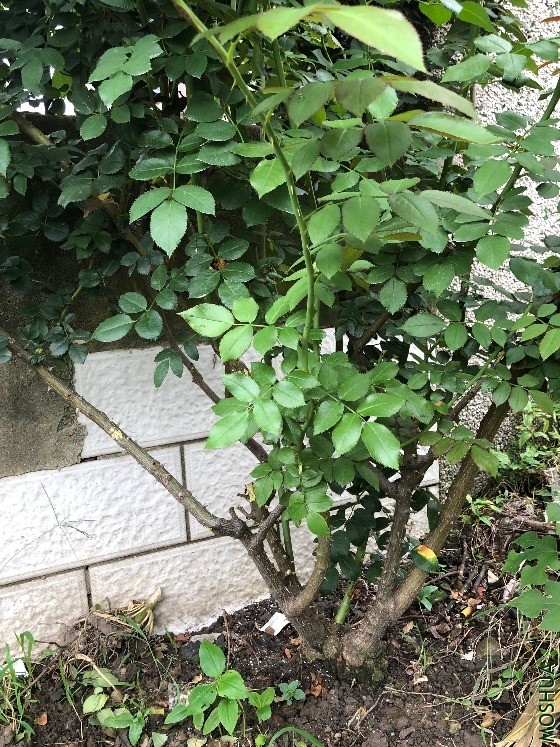 qqIMG_5925.JPG