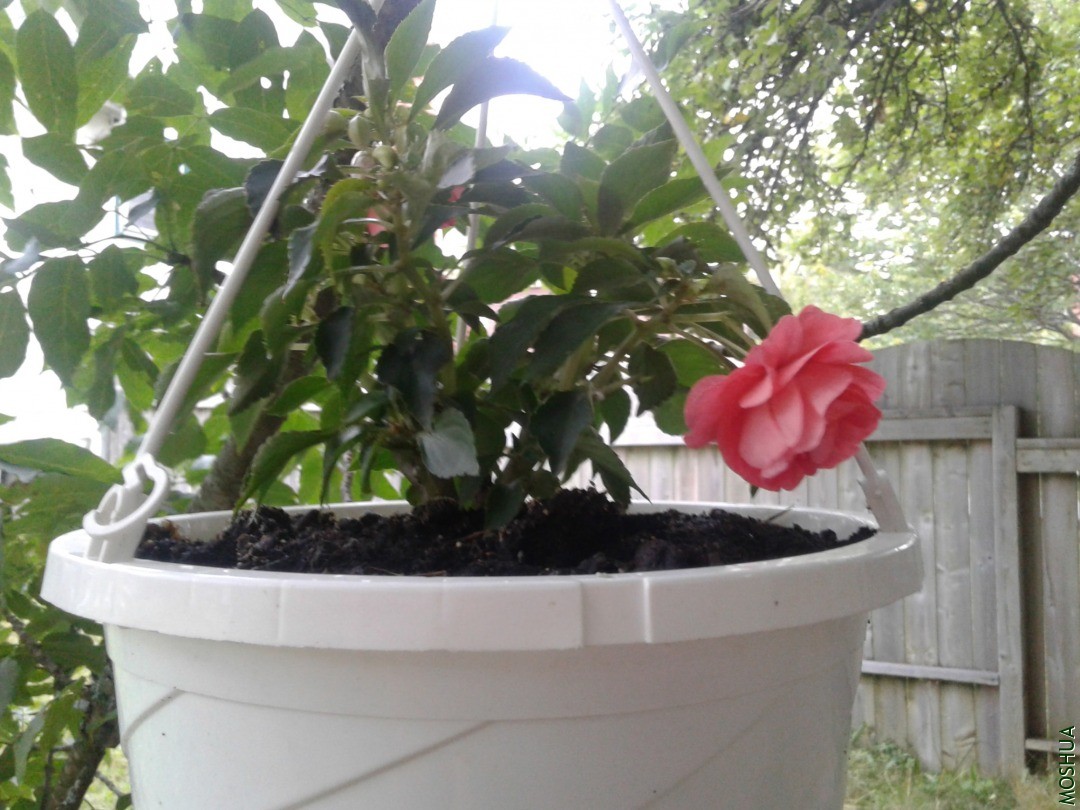 20180725_191436.jpg