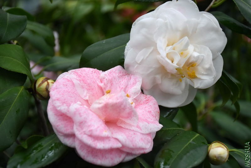 DSC_04260426.JPG