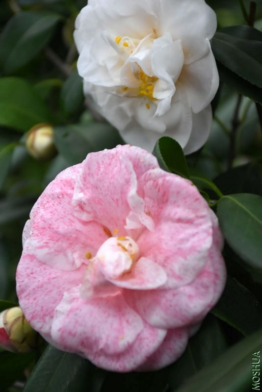 DSC_04180418.JPG
