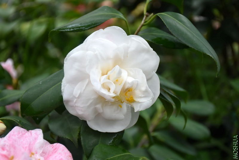 DSC_04290429.JPG