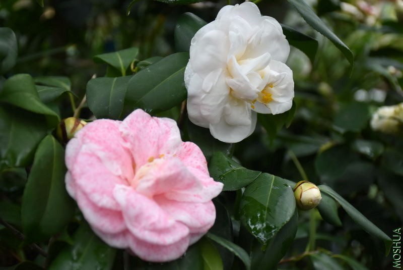 DSC_04360436.JPG