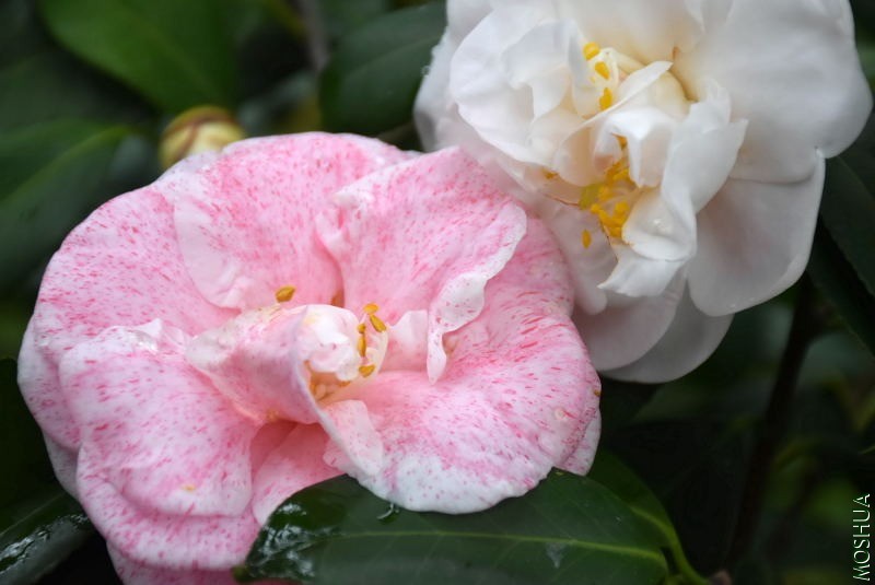 DSC_04210421.JPG