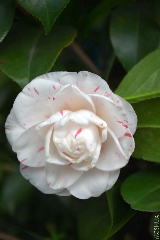 DSC_02360236.JPG