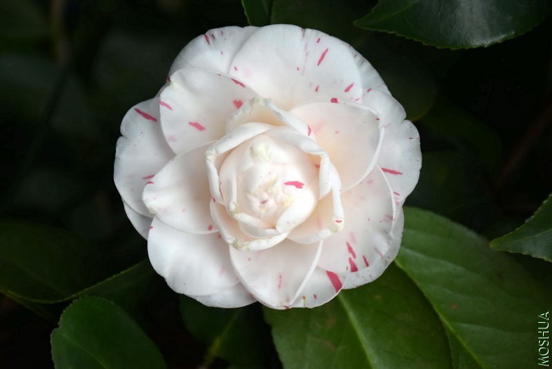 DSC_02290229.JPG