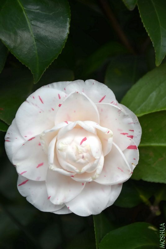 DSC_02340234.JPG