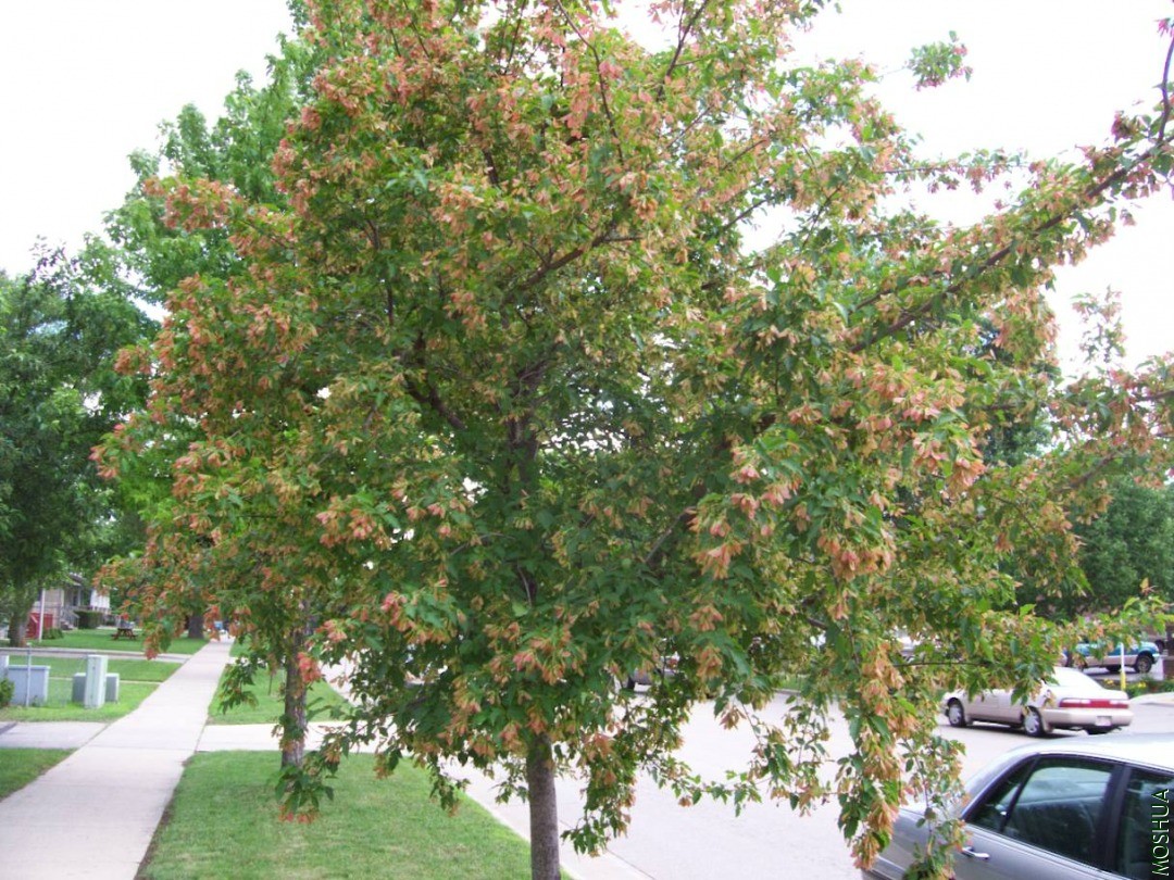 plants 054.JPG