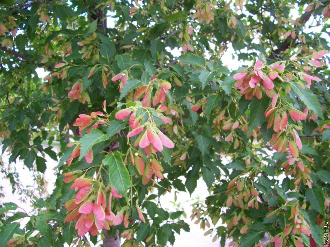 plants 056.JPG