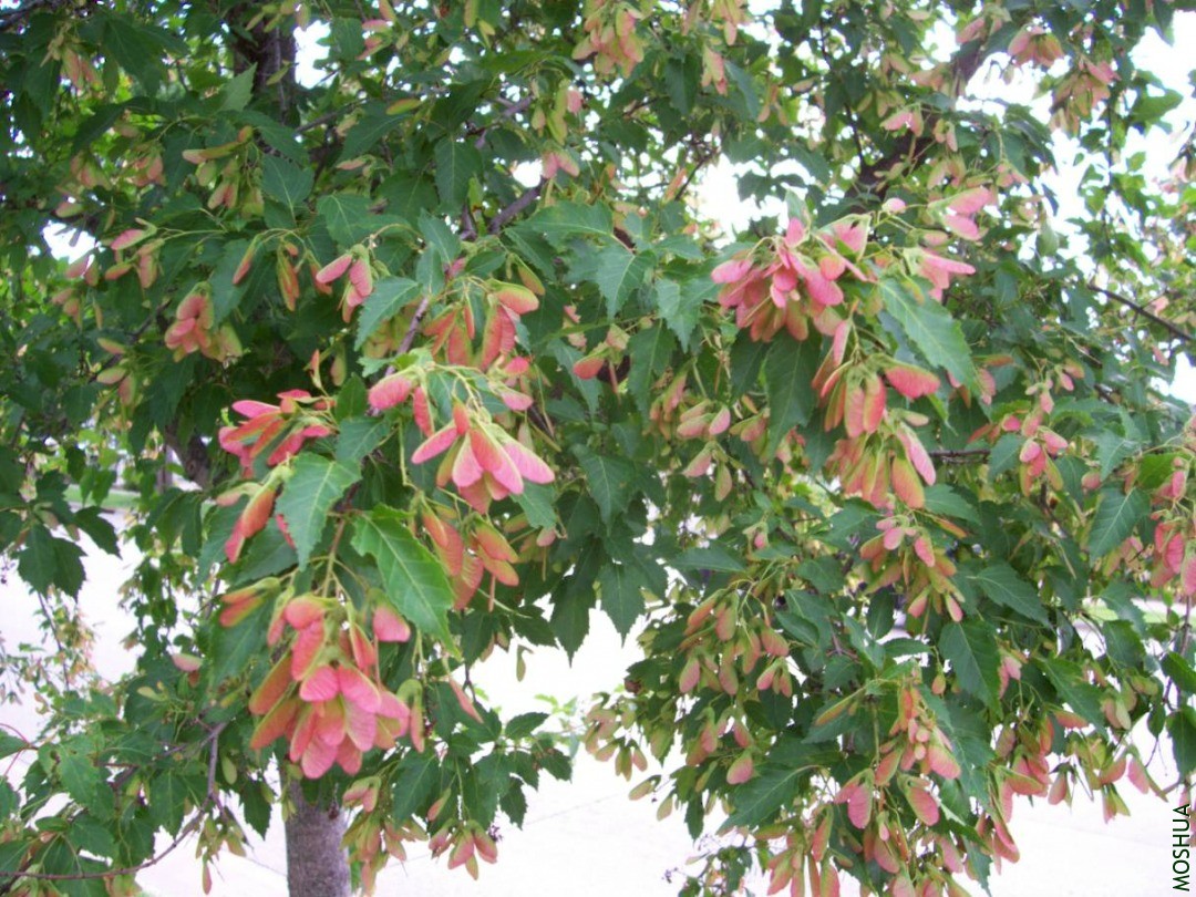 plants 059.JPG
