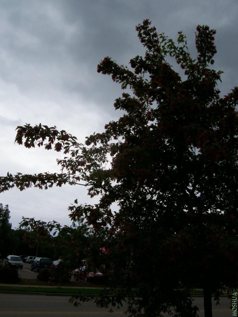 plants 060.JPG